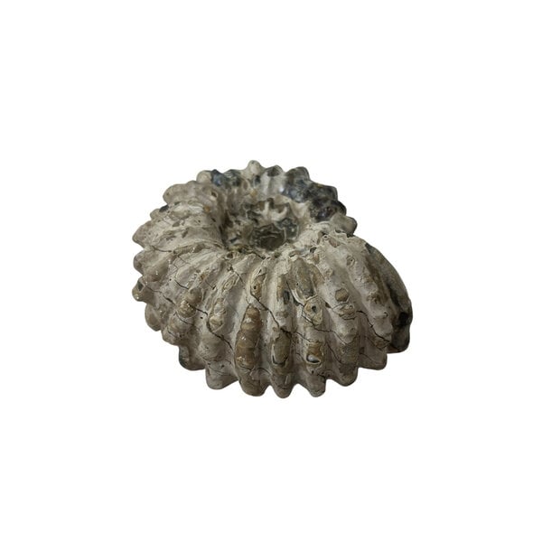 Ammonite L