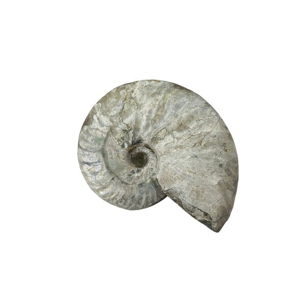 Fossil Ammonite iridescent M
