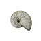 Fossil Ammonite iridescent M
