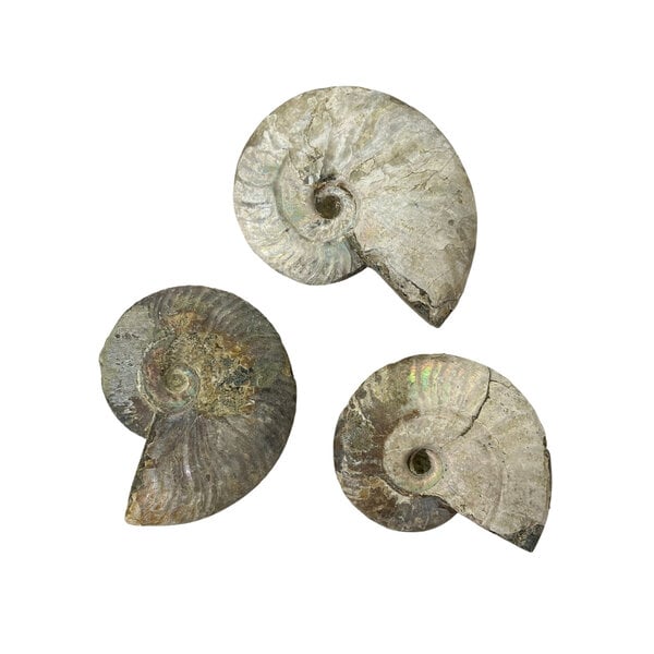 Fossil Ammonite iridescent M