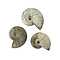 Fossil Ammoniten schillernd M