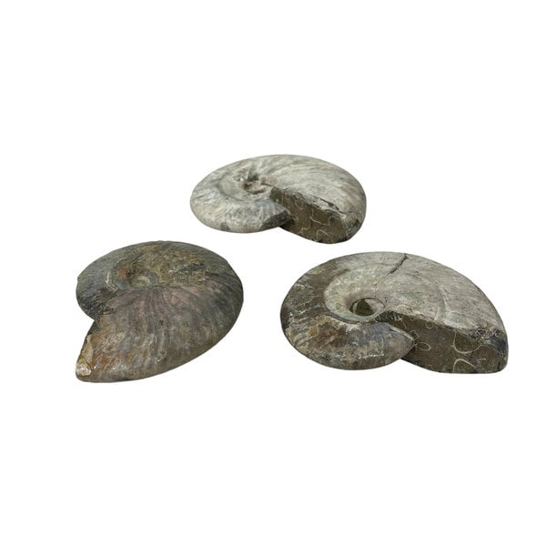 Fossil Ammoniten schillernd M