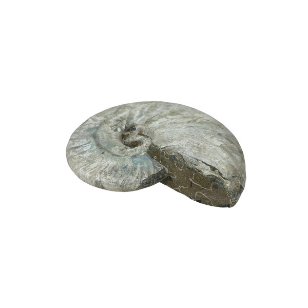 Fossiel Ammoniet iriserend M