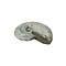 Fossil Ammoniten schillernd M