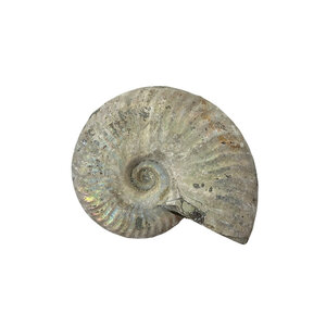 Fossil Ammoniten schillernd S