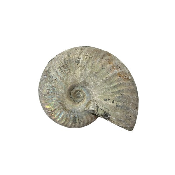 Fossil Ammonite iridescent S