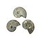 Fossil Ammoniten schillernd S
