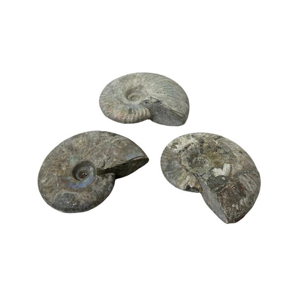 Fossil Ammonite iridescent S
