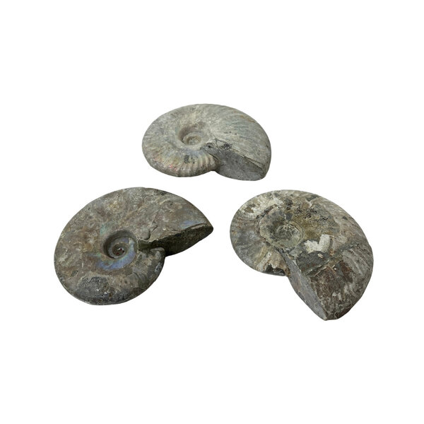 Fossil Ammoniten schillernd S