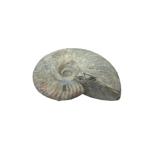 Fossil Ammoniten schillernd S