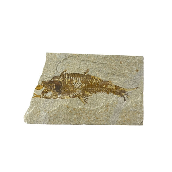 Fossiel Vis XL