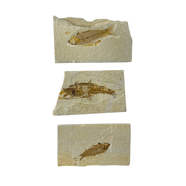 Fossile Fische XL