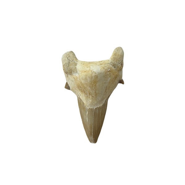 Shark tooth (XL)
