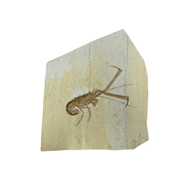 Jurassic Shrimp Fossil (A)