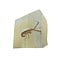 Jurassic Shrimp Fossil (A)