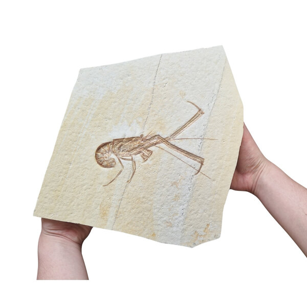Jurazeit-Garnelenfossil (A)