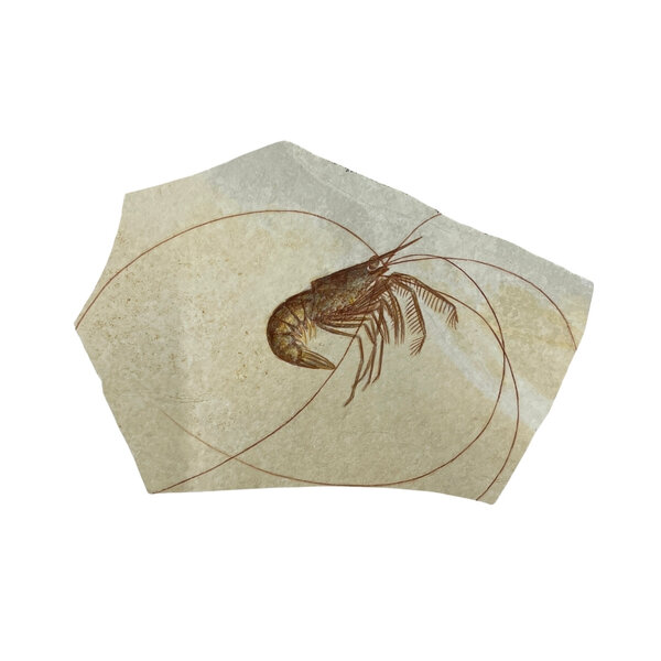 Jurassic Shrimp Fossil (B)