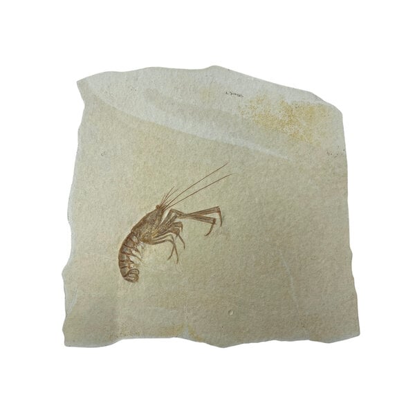 Jurazeit-Garnelenfossil (C)