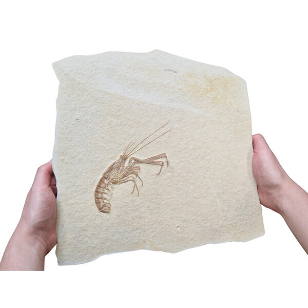 Jurassic Shrimp Fossil (C)