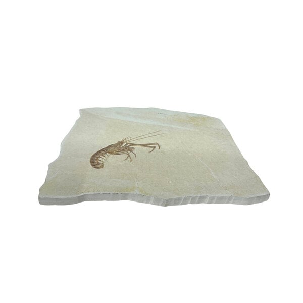 Jurassic Shrimp Fossil (C)