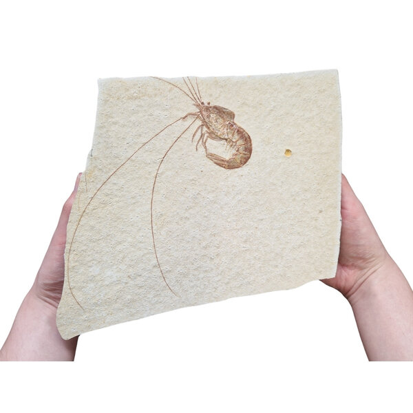 Jurassic Shrimp Fossil (D)