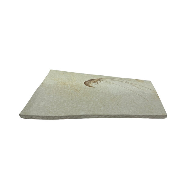 Jurassic Shrimp Fossil (E)