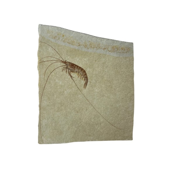 Jurassic Shrimp Fossil (F)