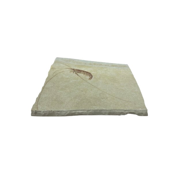 Jurassic Shrimp Fossil (F)