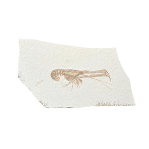 Jurassic Shrimp Fossil (H)