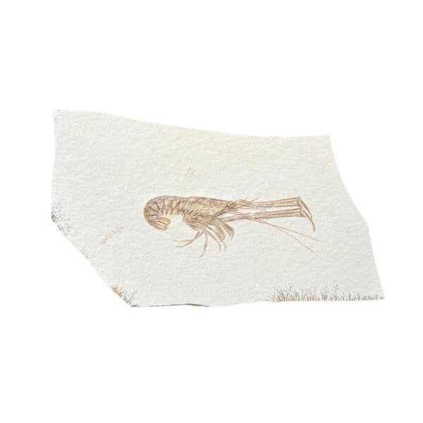 Jurassic Shrimp Fossil (H)