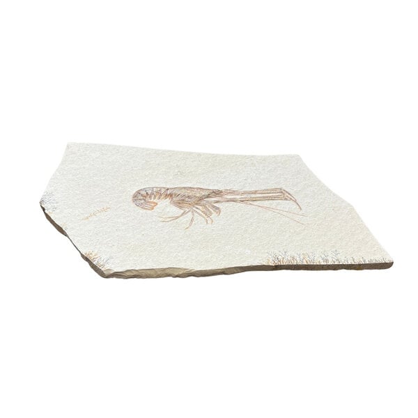 Jurazeit-Garnelenfossil (H)