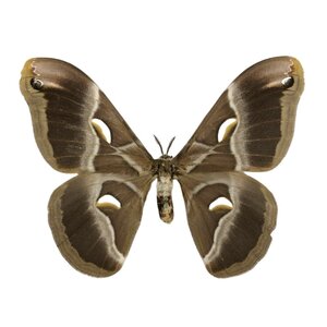Samia sp. - ongeprepareerd