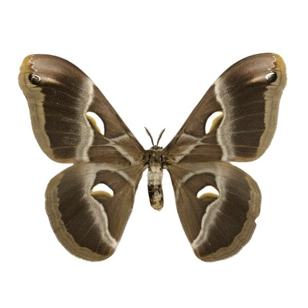 Samia sp. - ongeprepareerd