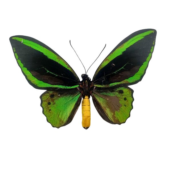 Ornithoptera priamus poseidon sp. (Männlich) A-   Qualität