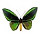 Ornithoptera priamus poseidon sp. (Männlich) A-   Qualität