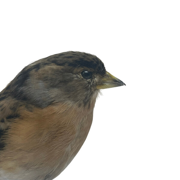 Mounted Brambling