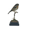 Mounted Brambling