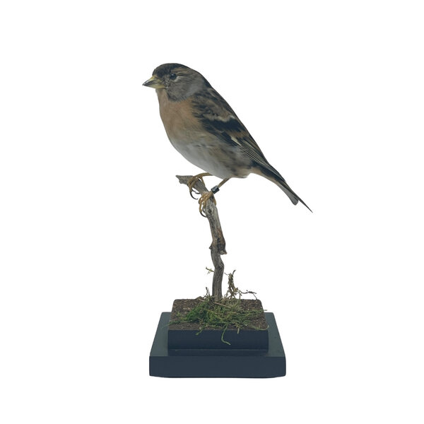 Mounted Brambling