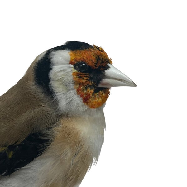 Mounted european goldfinch - beige (B)