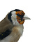 Mounted european goldfinch - beige (B)