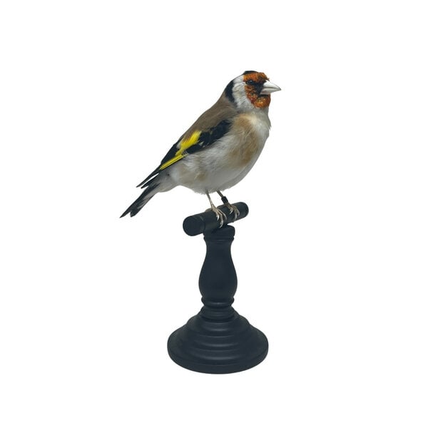 Mounted european goldfinch - beige (B)