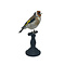 Mounted european goldfinch - beige (B)