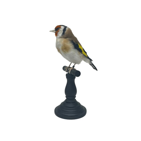 Mounted european goldfinch - beige (B)