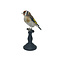 Opgezette putter - wildkleur (B)