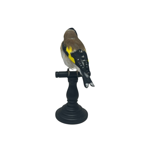 Mounted european goldfinch - beige (B)