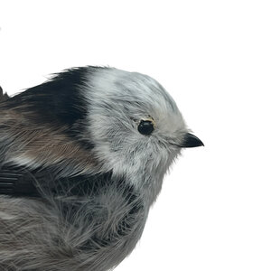 Mounted Long-tailed tit