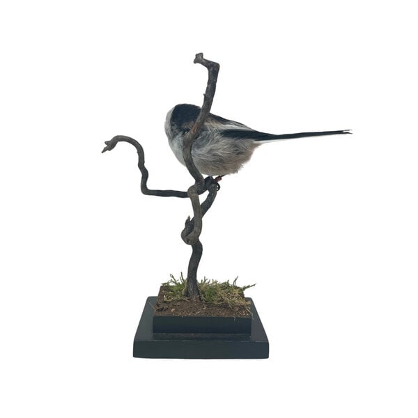Mounted Long-tailed tit