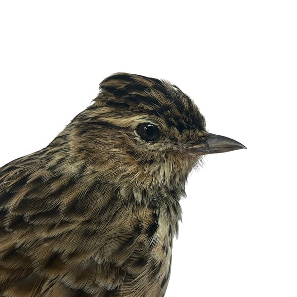 Mounted Eurasian skylark
