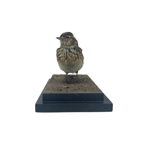 Mounted Eurasian skylark