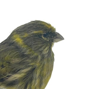 Mounted European serin